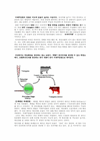 GMO 동물 분야(형질전환 동물) 무균돼지-7