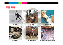 동물의 권리 레포트-4