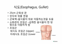 소화기계 레포트-9