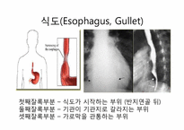 소화기계 레포트-10