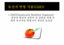 [유전공학]유전자 변형 식물(GMO)-3