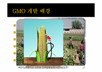 [유전공학]유전자 변형 식물(GMO)-4