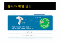 [유전공학]유전자 변형 식물(GMO)-6