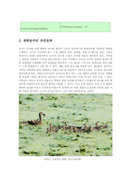 생물과학1A)우리주변습지생태계를 구성한먹이사슬과 에너지흐름을 설명하시오ok-8