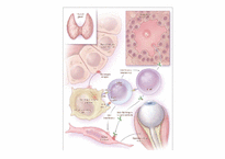 [의학과][내분비내과] Graves` Disease-8