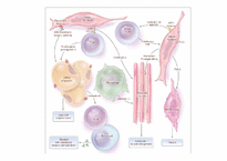 [의학과][내분비내과] Graves` Disease-10