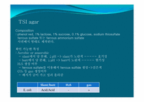 [미생물학] 식중독균 thrombocytopenia 세균학 실습-10