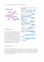 DNA복제, 전사, 단백질 합성과정-2