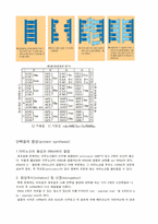 DNA복제, 전사, 단백질 합성과정-3