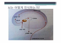 [심리학의이해] 뇌와 마음의 상관관계-7