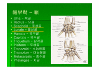 [스포츠의학] 스포츠의학의 이해(Wrist)-3