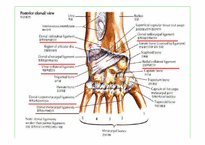 [스포츠의학] 스포츠의학의 이해(Wrist)-12