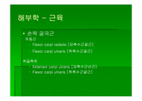 [스포츠의학] 스포츠의학의 이해(Wrist)-13
