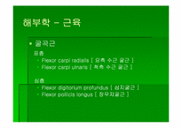 [스포츠의학] 스포츠의학의 이해(Wrist)-14