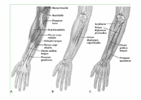 [스포츠의학] 스포츠의학의 이해(Wrist)-15