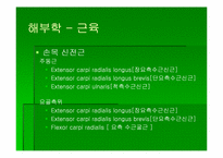 [스포츠의학] 스포츠의학의 이해(Wrist)-16