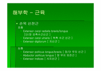 [스포츠의학] 스포츠의학의 이해(Wrist)-17