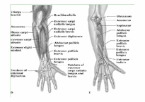 [스포츠의학] 스포츠의학의 이해(Wrist)-18