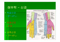 [스포츠의학] 스포츠의학의 이해(Wrist)-19