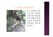 와인이란,와인의 역사,종류-4