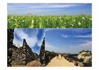 [관광학] 제주 올레길 코스 조사 및 발전방향 제시-10