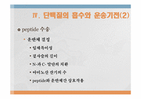 단백질과 대사작용-12