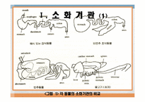 소화 및 흡수 레포트-7