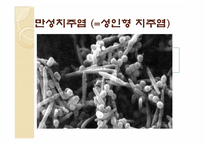 [임상실습] 치주 질환을 유발하는 치면세균막과 치석의 형성 기전 및 치석제거술-11