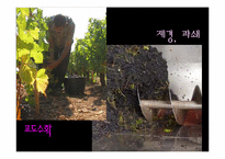[프랑스 문화의 이해] 프랑스의 와인의 역사-10