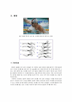 수영영법 레포트-4