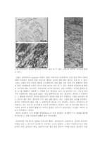[신소재공학] -200C에서의 냉간 압연과 상온에서의 냉간 압연시의 철의 미세구조 비교-4