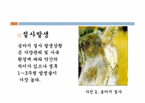 송아지 질병과 해결방안-6