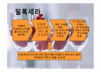 [세계문화] 와인의 지역적 차이 및 비교-8