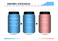 [생물학] 초파리 배양과 3점교배실험을 통한 유전자의 유전 양상 이해-3