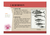 참다랑어 양식 레포트-6