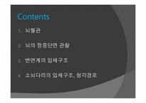 [신경해부] 청각경로-2
