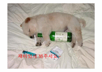 [현대문화] 세계의 음주문화-2
