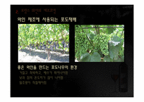 프랑스와 와인 레포트-5