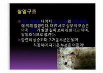 [천문학] 태양의 여러가지 현상들-15