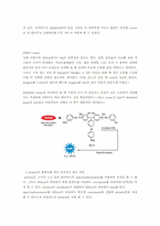 [생화학 실험] Brad for assay 와 BCA assay를 이용한 단백질 정량-7