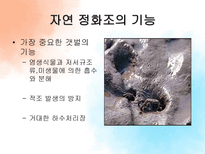 [관광자원론] 농어촌관광자원과 갯벌-13