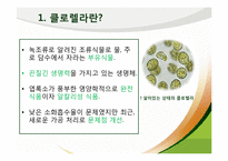 [식품영양] 클로렐라(Chlorella) 기능성 기전과 식품에 대해서-3