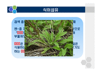 [식품학] 식이섬유 차전자피 제품과 효능-8