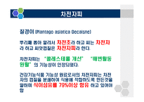 [식품학] 식이섬유 차전자피 제품과 효능-9