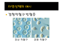 [생명과학] 성선택-7