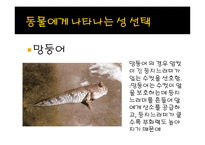 [생명과학] 성선택-13