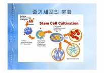 [종교와 과학] 줄기세포의 허와 실-2