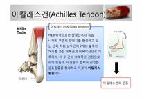 [스포츠의학] 아킬레스건 파열-3