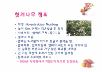 [기능성식품학] 프로폴리스, 헛개나무-12