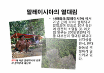 [지구와 환경] 열대림파괴와 지구환경-6